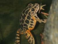 IMG 6405c  Pickerel Frog (Lithobates [Rana] palustris)